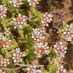 Crassula dependens