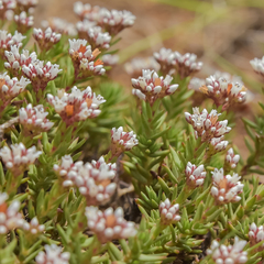 Crassula dependens