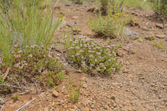 Crassula dependens