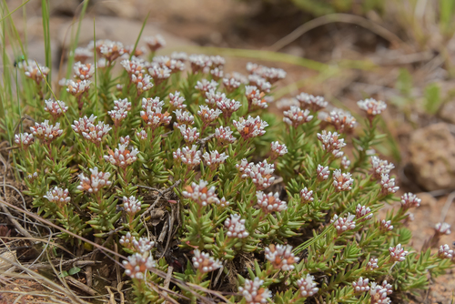 Slab Stonecrop