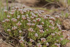 Crassula dependens