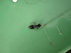 Ectomocoris decoratus