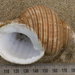 Pustular Triton Snail - Photo (c) memopob, some rights reserved (CC BY-NC), uploaded by memopob
