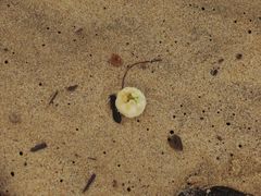 Syzygium tierneyanum