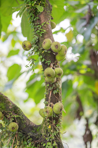 Ficus auriculata