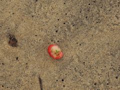 Syzygium tierneyanum