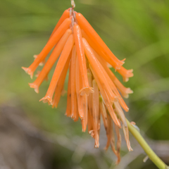 Kniphofia triangularis