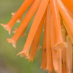 Kniphofia triangularis