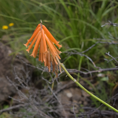 Kniphofia triangularis