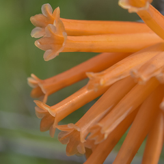 Kniphofia triangularis