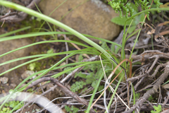 Kniphofia triangularis