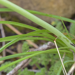 Kniphofia triangularis