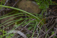 Kniphofia triangularis
