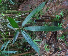 Phyllostachys nigra