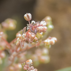 Psammotropha mucronata marginata
