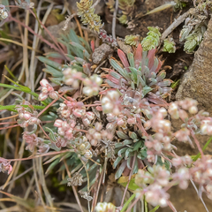 Psammotropha mucronata marginata