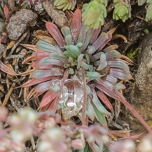 Variety Psammotropha mucronata marginata · iNaturalist