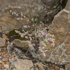 Psammotropha mucronata marginata