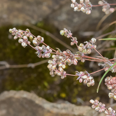 Psammotropha mucronata marginata