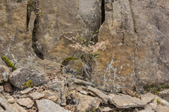 Psammotropha mucronata marginata
