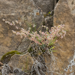 Psammotropha mucronata marginata