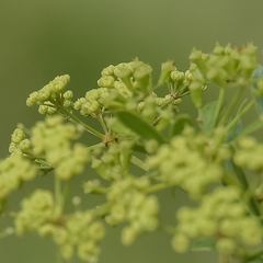 Polemannia simplicior