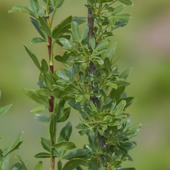 Polemannia simplicior