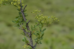 Polemannia simplicior