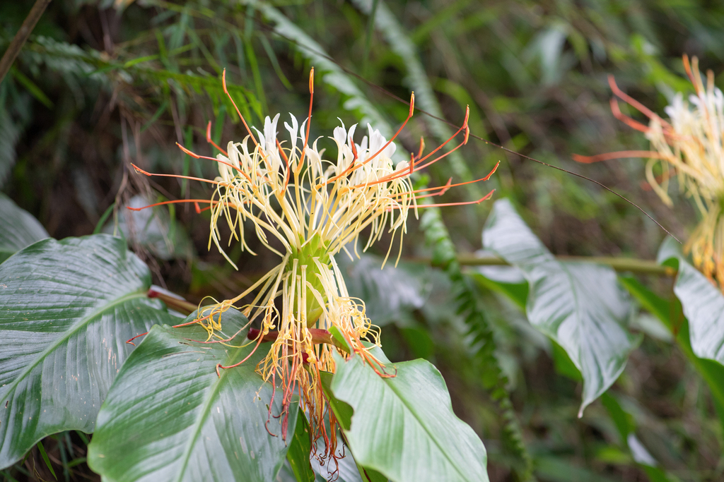Ngải tiên bầu dục – Hedychium ellipticum