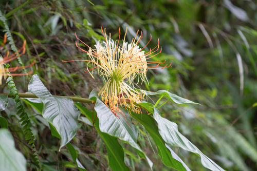 Hedychium ellipticum, photograph 3