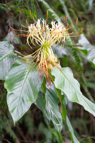 Hedychium ellipticum, photograph 4