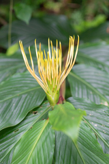 (c) Morten Ross, some rights reserved (CC BY) Hedychium ellipticum, photograph (c) Morten Ross, some rights reserved (CC BY)