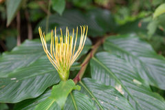 Hedychium ellipticum, photograph (c) Morten Ross, some rights reserved (CC BY)