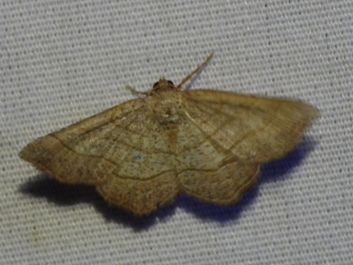 Brown-bordered Geometer Moth photo 2
