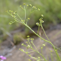 Alepidea woodii