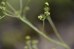 Alepidea woodii