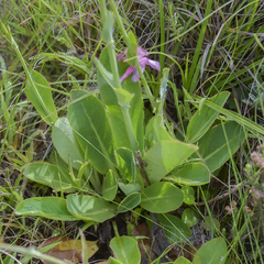 Alepidea woodii