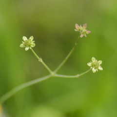 Alepidea woodii