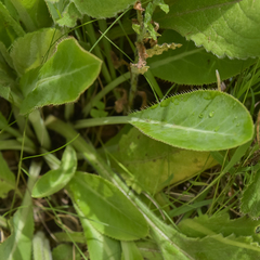 Alepidea woodii