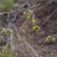 Alepidea woodii