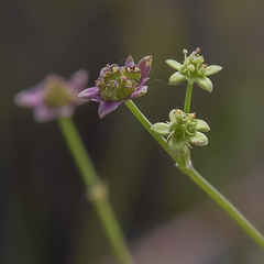 Alepidea woodii