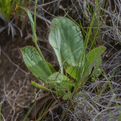 Alepidea woodii