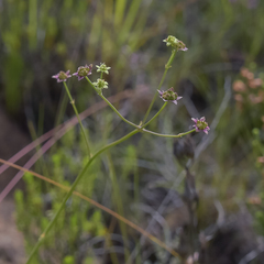Alepidea woodii