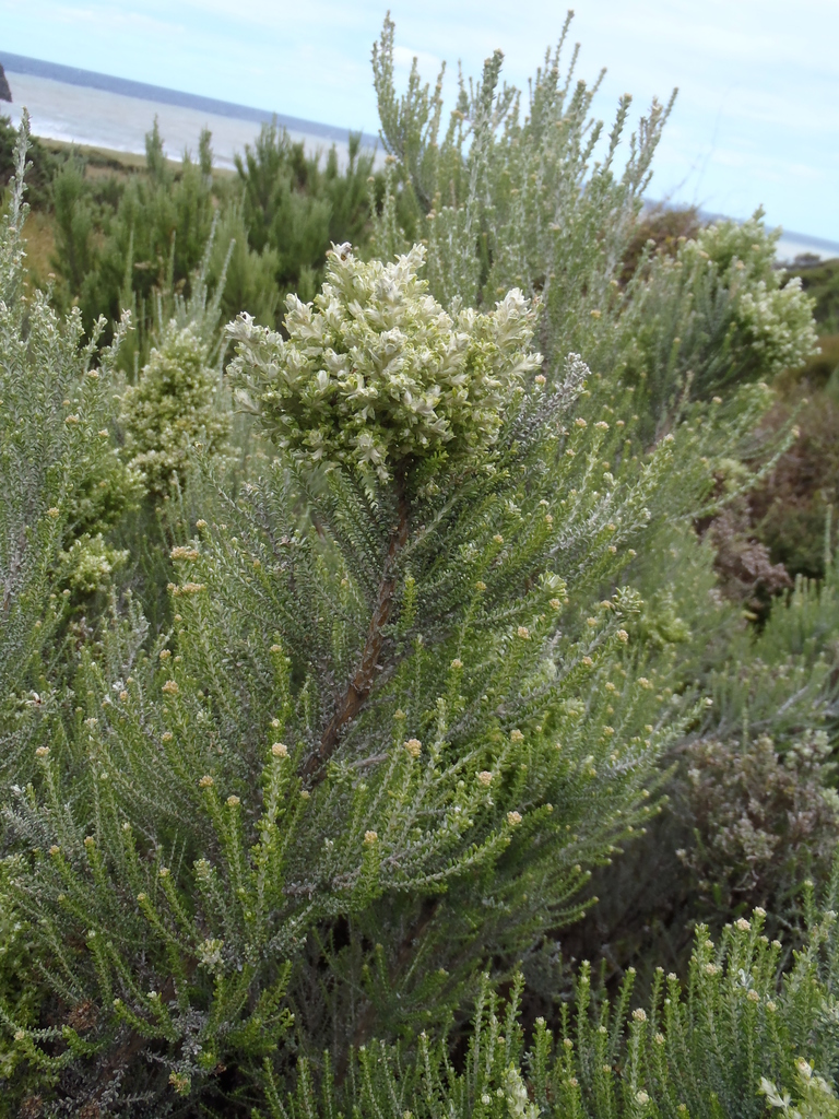 Eriophyes leptophyllae
