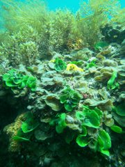 Dictyosphaeria sericea