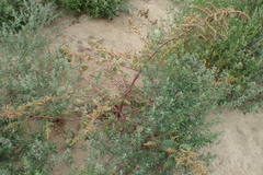Amaranthus dubius