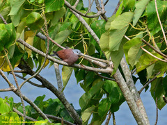 Streptopelia tranquebarica humilis
