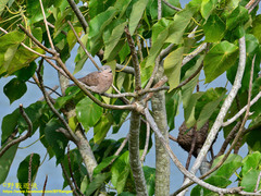 Streptopelia tranquebarica humilis