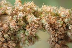 Amaranthus dubius