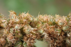 Amaranthus dubius